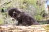 chanochns65weeks85202643_small.jpg