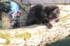 chanochns65weeks85202673_small.jpg
