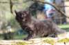 chanochns65weeks85202678_small.jpg