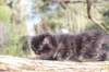 chanochns65weeks85202680_small.jpg