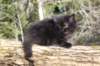 chanochns65weeks85202682_small.jpg