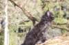 chanochns65weeks85202689_small.jpg