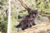 chanochns65weeks85202691_small.jpg