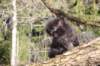 chanochns65weeks85202694_small.jpg