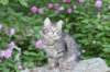 chavazelet13viikkoa216202633_small.jpg