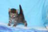 chavazelet4vi224202616_small.jpg