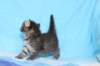 chavazelet4vi224202618_small.jpg