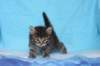 chavazelet4vi224202621_small.jpg