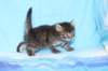 chavazelet4vi224202631_small.jpg