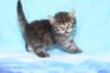 chavazelet4vi224202635_small.jpg