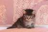 chavazelet4vi224202649_small.jpg