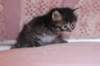 chavazelet4vi224202666_small.jpg