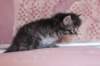 chavazelet4vi224202667_small.jpg