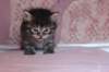 chavazelet4vi224202678_small.jpg