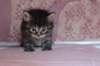 chavazelet4vi224202679_small.jpg