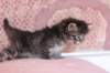 chavazelet4vi224202686_small.jpg