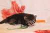 chavazeletfn2425weeks104202623_small.jpg