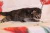 chavazeletfn2425weeks104202628_small.jpg