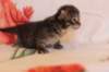 chavazeletfn2425weeks104202629_small.jpg