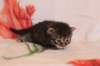chavazeletfn2425weeks104202641_small.jpg