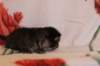 chavazeletfn2425weeks104202642_small.jpg