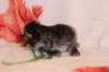 chavazeletfn2425weeks104202643_small.jpg