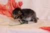 chavazeletfn2425weeks104202644_small.jpg
