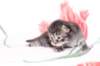 chavazeletfn2425weeks10420267_small.jpg