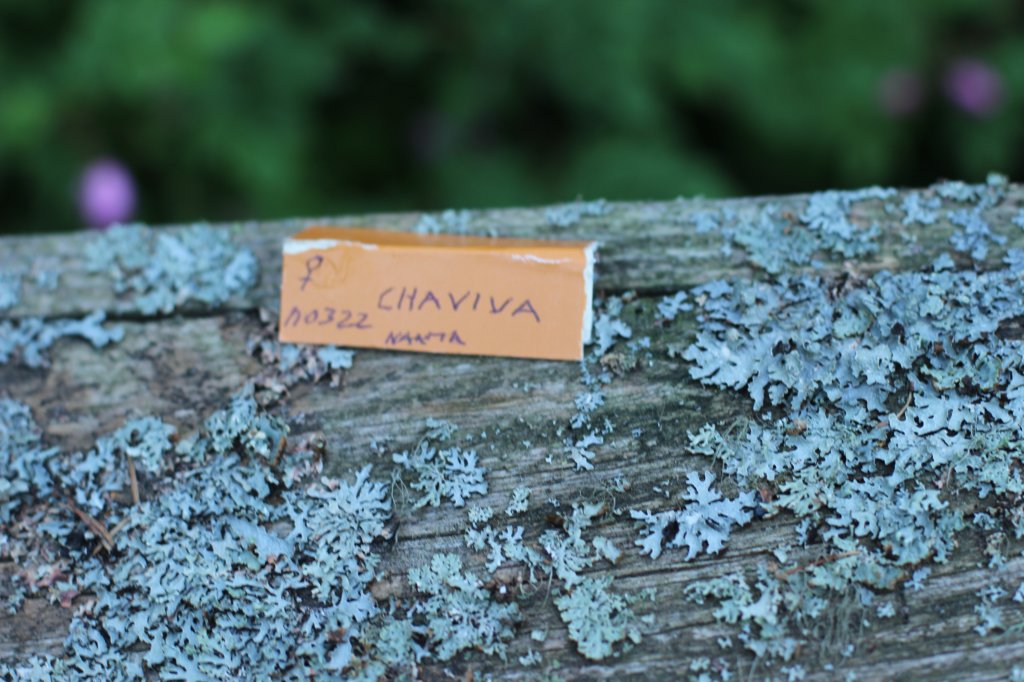 chaviva13viikkoa21620261.jpg