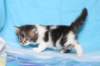chaviva4vi224202617_small.jpg
