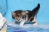 chaviva4vi224202618_small.jpg