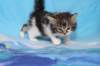 chaviva4vi224202619_small.jpg