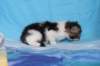 chaviva4vi22420262_small.jpg