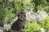 chavazelet95weeks295202621_small.jpg
