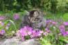 chavazelet95weeks295202644_small.jpg