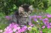 chavazelet95weeks295202646_small.jpg