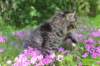 chavazelet95weeks295202648_small.jpg