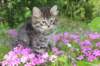 chavazelet95weeks295202651_small.jpg