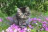 chavazelet95weeks295202652_small.jpg