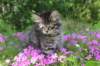 chavazelet95weeks295202653_small.jpg