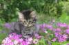 chavazelet95weeks295202655_small.jpg