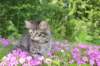 chavazelet95weeks295202656_small.jpg