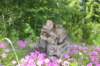 chavazelet95weeks295202657_small.jpg