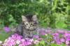 chavazelet95weeks295202658_small.jpg