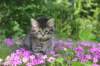 chavazelet95weeks295202659_small.jpg