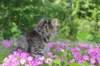 chavazelet95weeks295202661_small.jpg