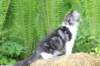 chulda105viikkoa562026108_small.jpg