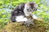 chulda105viikkoa56202617_small.jpg