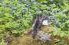 chulda105viikkoa56202648_small.jpg