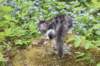 chulda105viikkoa56202649_small.jpg